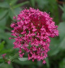 centranthus-ruber-1.jpg