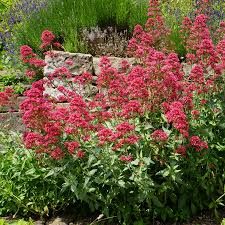 centranthus-ruber-3.jpg