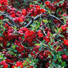 chaenomeles-hot-fire-1.jpg