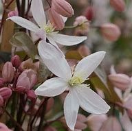 Clématite du père Armand 'Apple Blossom'