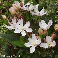 clematite-apple-blossom-2.jpg