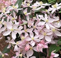 clematite-apple-blossom-3.jpg