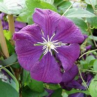 Clématite 'Etoile Violette'