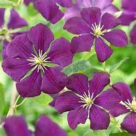 clematite-etoile-violette-2.jpg