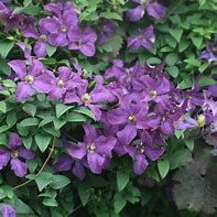 clematite-etoile-violette-3.jpg