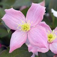 clematite-fragrant-spring-1.jpg