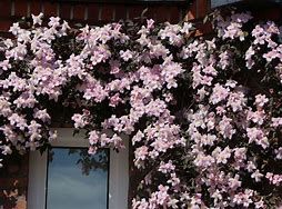 clematite-fragrant-spring-3.jpg