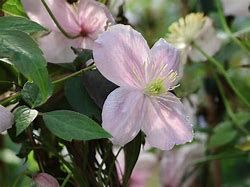 clematite-new-dawn-1.jpg