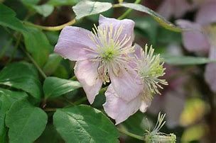 clematite-new-dawn-2.jpg