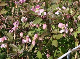 clematite-new-dawn-3.jpg