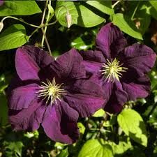 clematite-viticella-etoile-violette-1.jpg