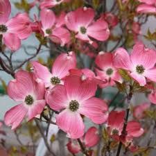 cornus-cherokee-sunset-1_0.jpg