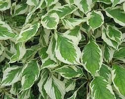 cornus-controversa-variegata-1_0.jpg