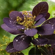 cotinus-royal-purple-1_0.jpg