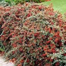 cotoneaster-franchetii-1_0.jpg