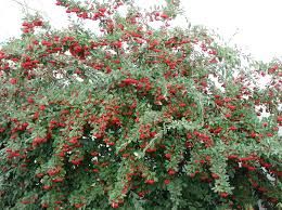 cotoneaster-lacteus-1_0.jpg