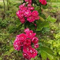 crataegus-paul-s-scarlett-1.jpg