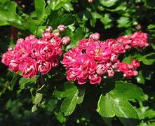 crataegus-paul-s-scarlett-2.jpg