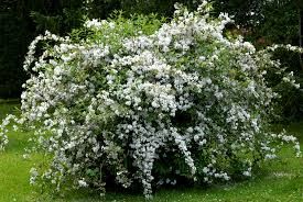 Collection deutzia.