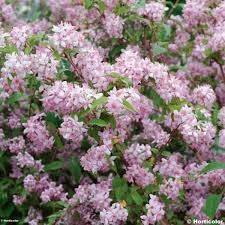 deutzia-mont-rose-1.jpg