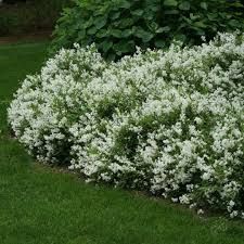 deutzia-nikko-1_0.jpg