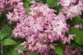 deutzia-tourbillon-rouge1.jpg