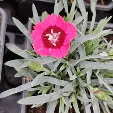 dianthus-tiny-pleasure-red-eye-1.jpg