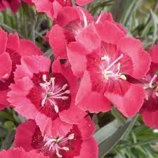 dianthus-tiny-pleasure-red-eye-2.jpg