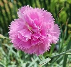 dianthus-tiny-pleasure-rose-eye-1.jpg