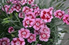 dianthus-tiny-pleasure-rose-eye-2.jpg