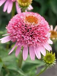 echinacea-butterfly-kisses-1.jpg