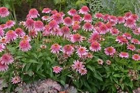 echinacea-butterfly-kisses-2.jpg