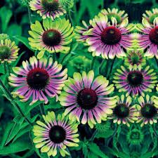 echinacea-green-twister-1.jpg