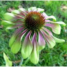 echinacea-green-twister-2.jpg