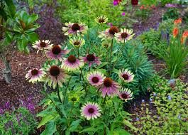 echinacea-green-twister-3.jpg