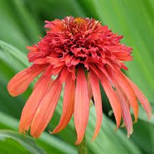 echinacea-hot-papaya-1.jpg