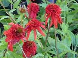 echinacea-hot-papaya-2.jpg