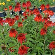 echinacea-hot-papaya-3.jpg