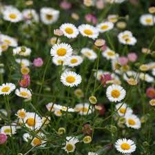 erigeron-karvinskianus1.jpg