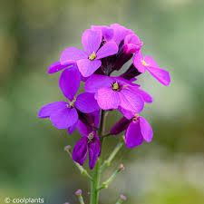 erysimum-bowles-mauve-1.jpg