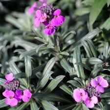 erysimum-bowles-mauve-2.jpg