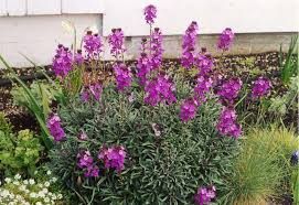 erysimum-bowles-mauve-3.jpg