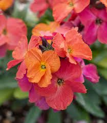 erysimum-winter-orchid-1.jpg