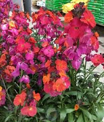 erysimum-winter-orchid-2.jpg