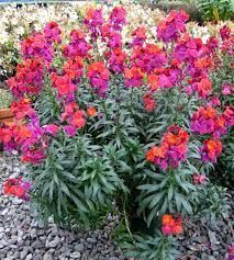 erysimum-winter-orchid-3.jpg