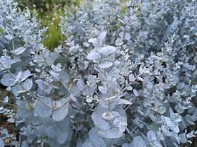 eucalyptus-silverana-1.jpg