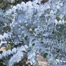 eucalyptus-silverana-1_0.jpg