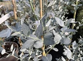 eucalyptus-silverana-2.jpg