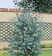 eucalyptus-silverana-3.jpg