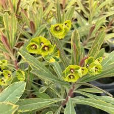 euphorbia-ascot-rainbow1.jpg